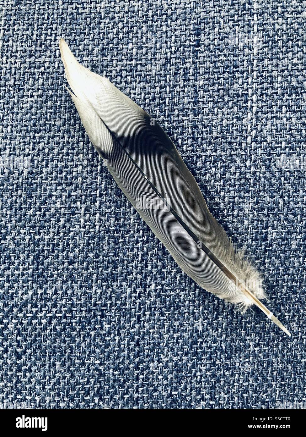 Detail der einzelnen Mockingbird Feder auf blauem Hintergrund - Smartphone-aufgenommenes Stockfoto