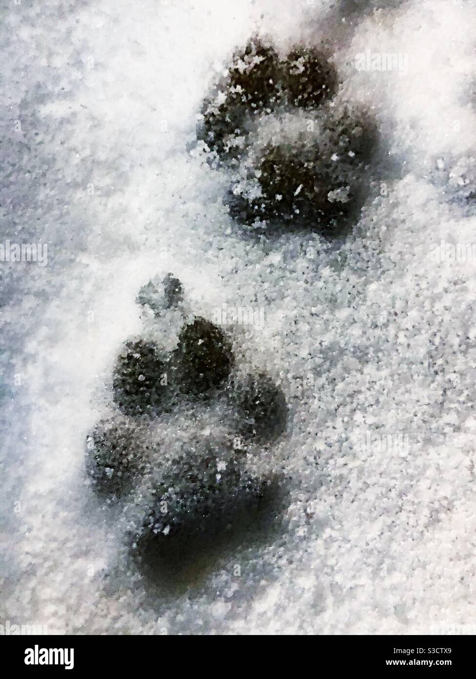 Pfotenabdrücke im Schnee - Smartphone-aufgenommenes Stockfoto