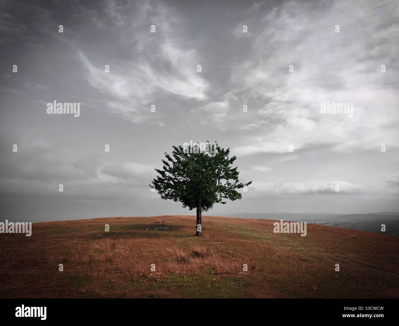 Einsamer Baum auf einem Feld Stockfoto