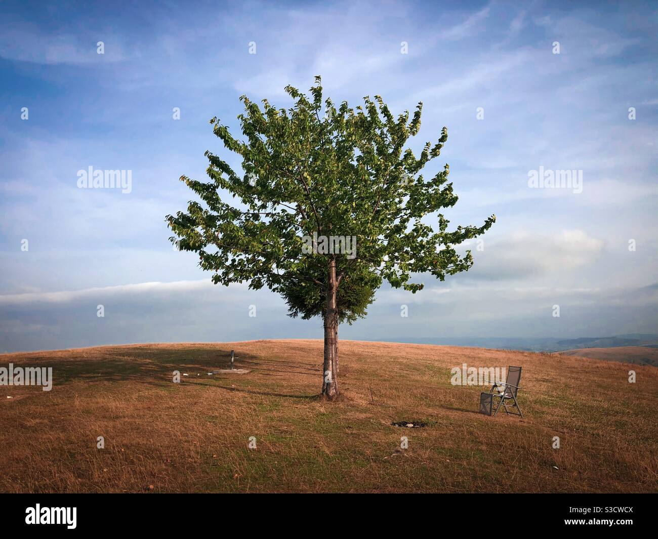 Einsamer Baum und ein Stuhl daneben - sozial Entfernungskonzept Stockfoto