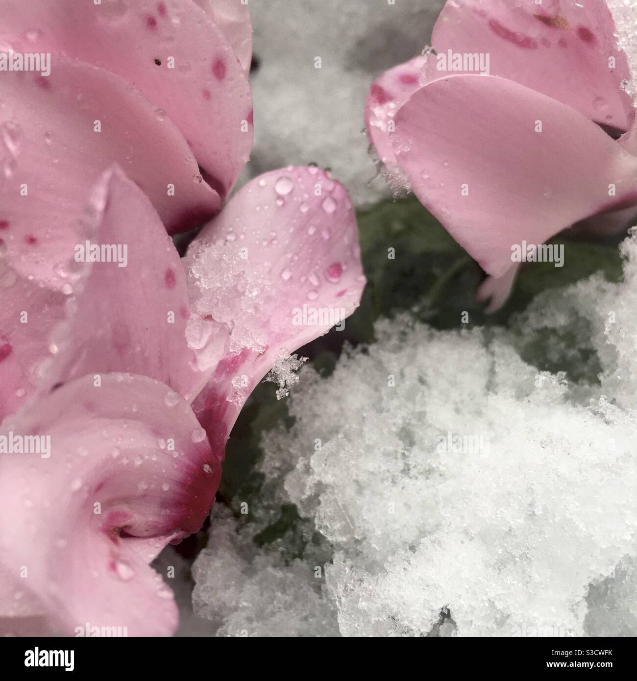 Rosa getupfte Cyclamen blüht im Schnee Stockfoto