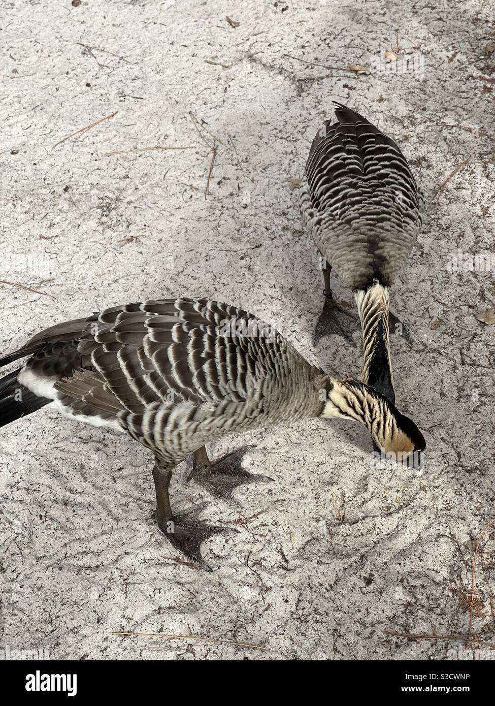 Fütterung kanadischer Gänse Stockfoto