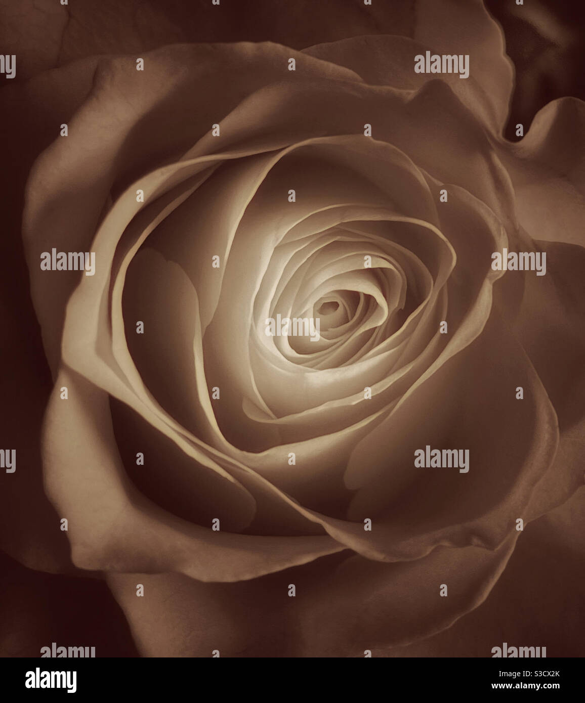 Eine stimmungsvolle Nahaufnahme einer Rosenblüte. Ein echtes Wohlfühlbild. Kreativ, künstlerisch und warm. Fantastische Beleuchtung schafft ein positives Gefühl. Bildnachweis - ©️ COLIN HOSKINS. - Smartphone-aufgenommenes Stockfoto