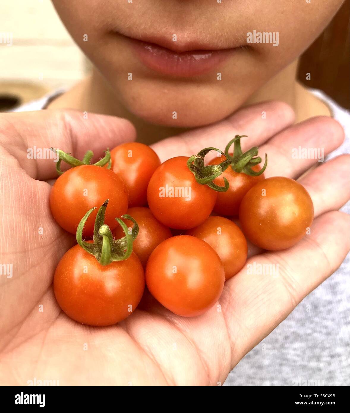 Hand hält frisch gepflückte rote Tomaten mit Kind schaut auf Stockfoto