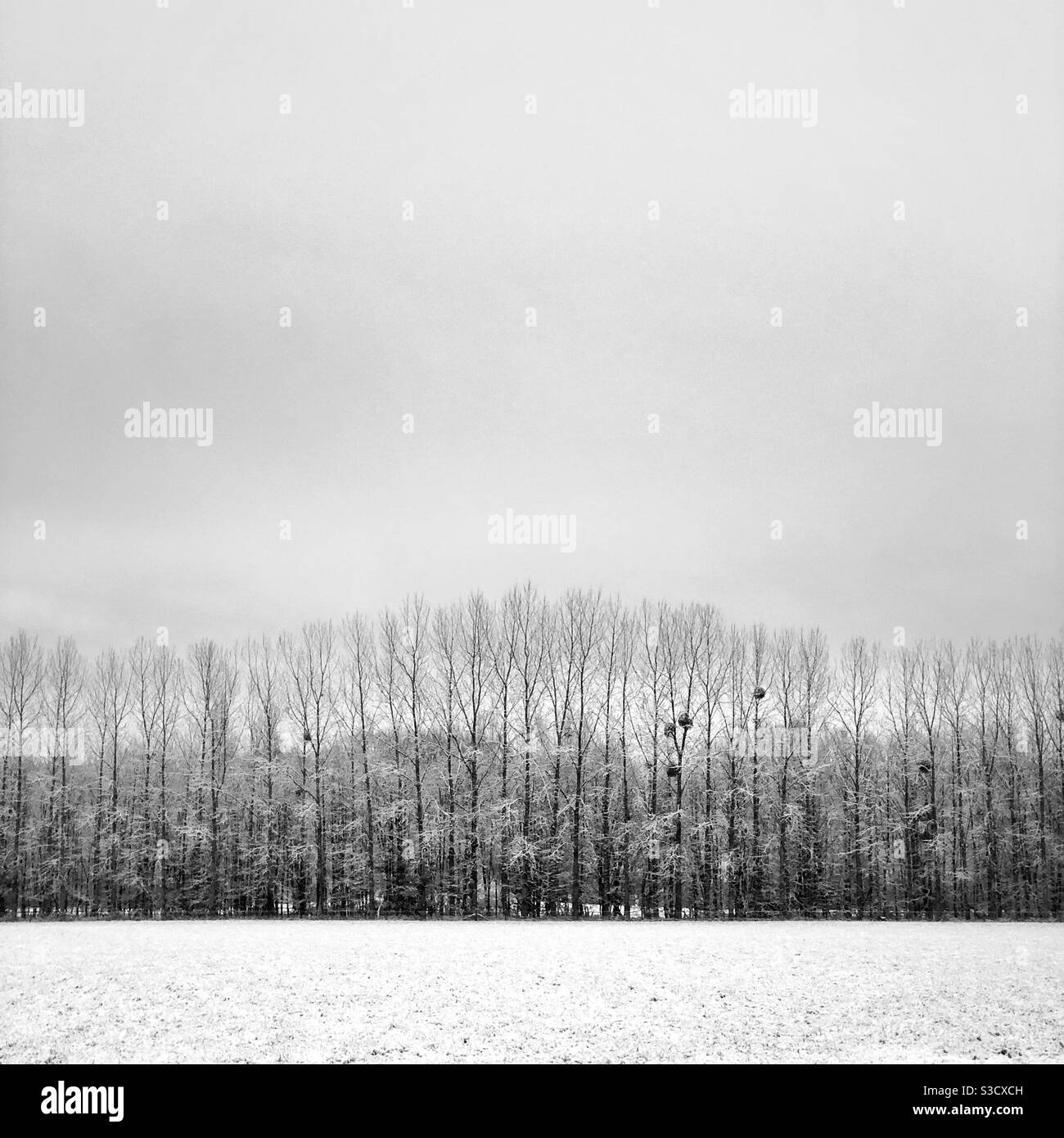 Im Winter eine Baumallone Stockfoto