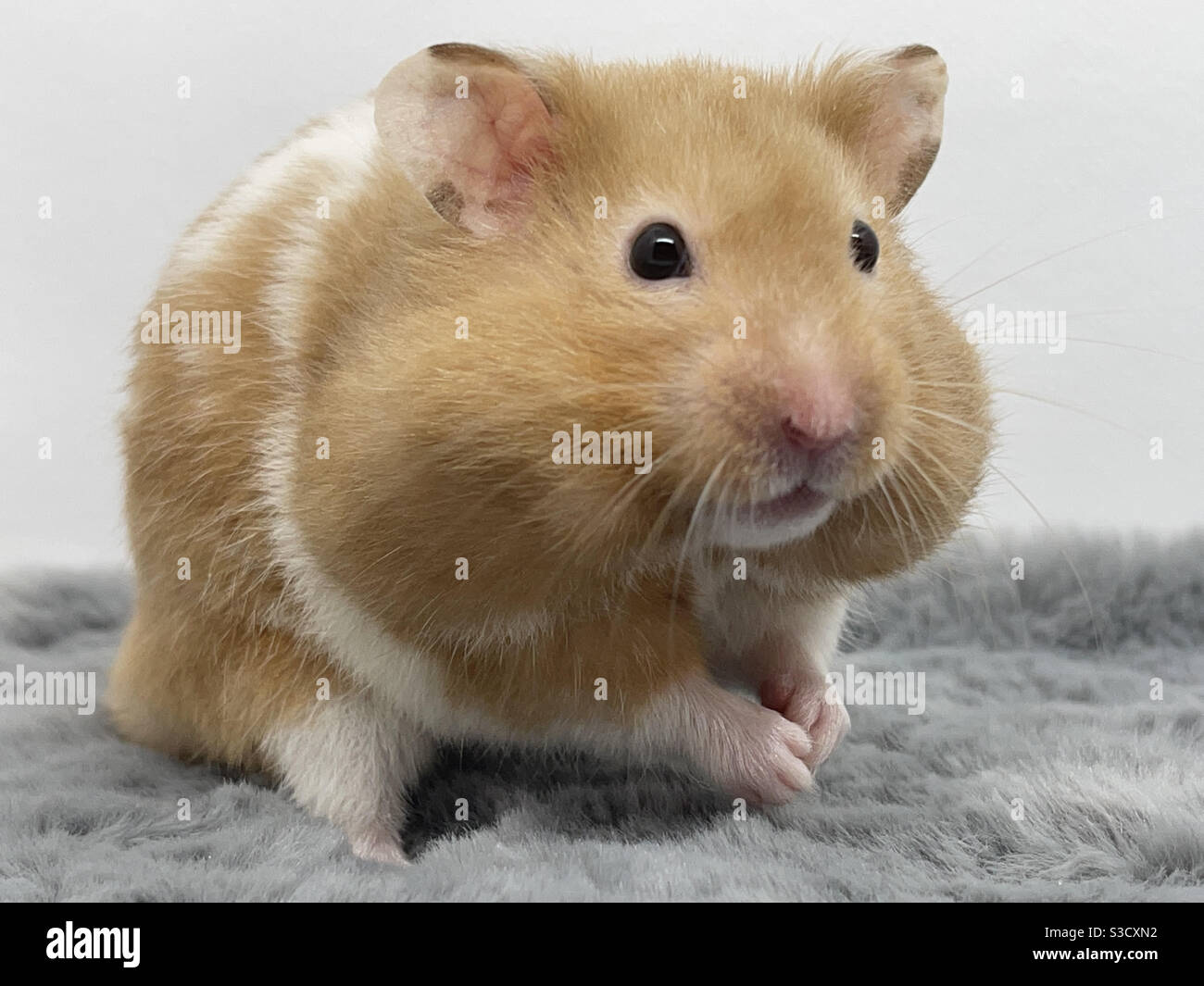 Hamster Mit Vollen Wangen Stockfoto