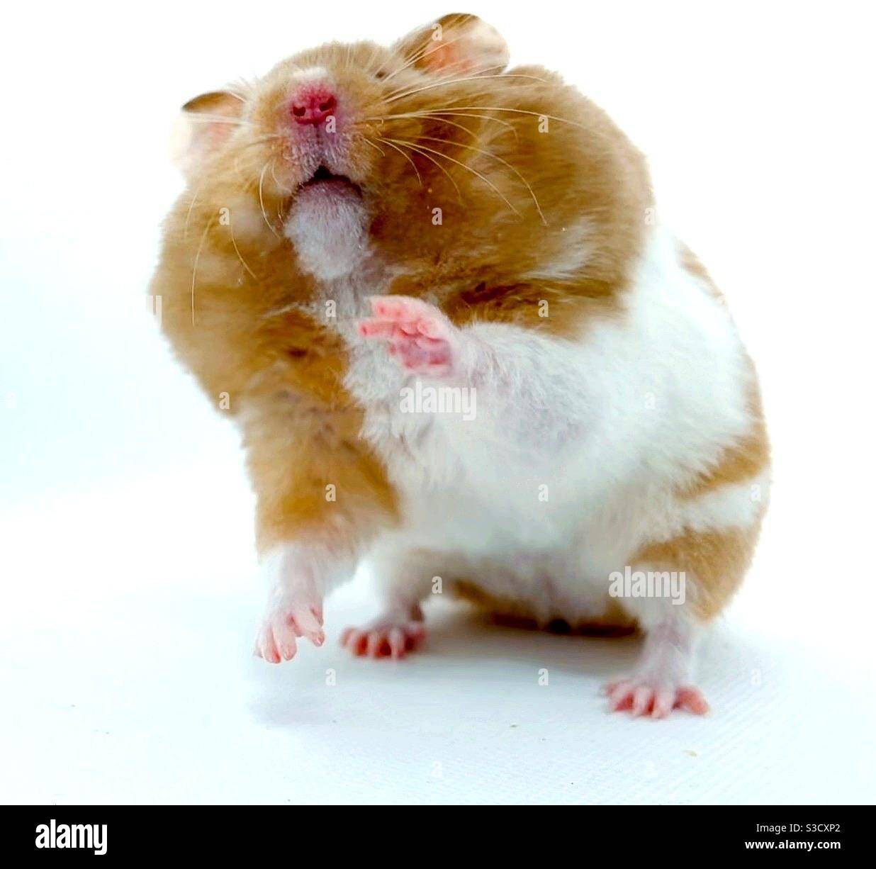 Hamster Mit Vollen Wangen Stockfoto