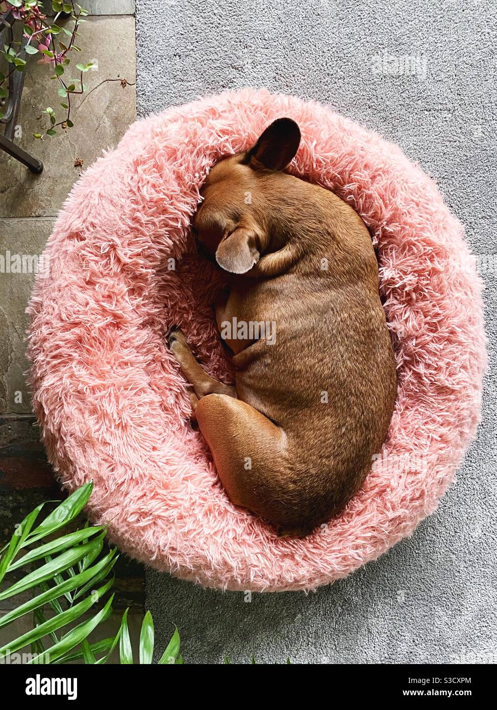 Ein französischer Bulldog, der in einem flauschigen rosafarbenen Hundebett schläft. Stockfoto