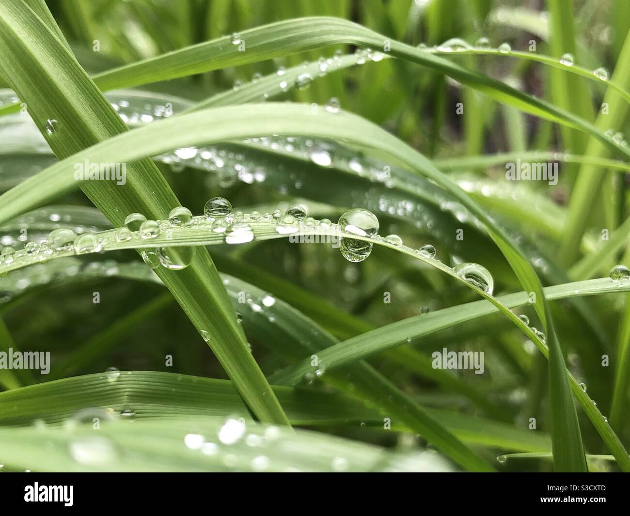 Regentropfen kleben an langen Grashalmen im Garten um die Winterzeit. Stockfoto