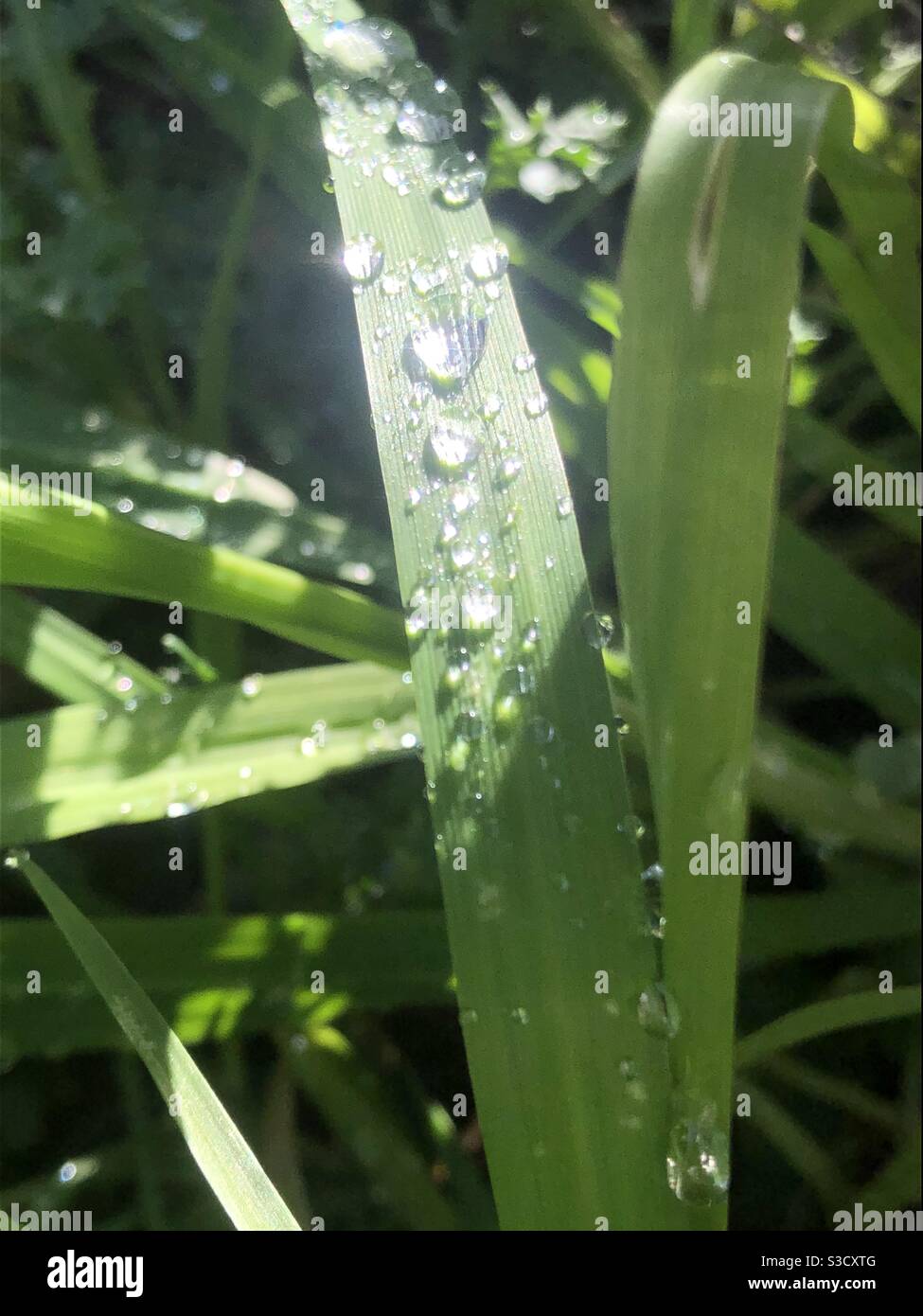 Sonne scheint durch die Kugeln des Regens auf Grashalmen während einer Pause in den Sturmwolken. Stockfoto