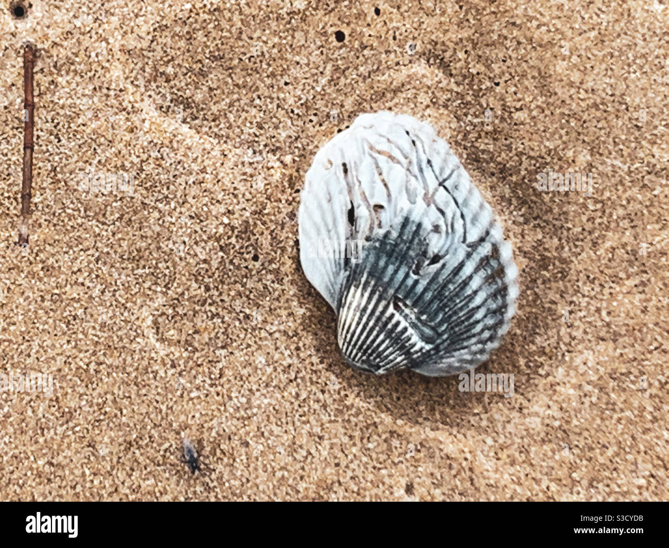 Ziemlich graue und weiße Muschel am wirbelnden Sandstrand - Smartphone-aufgenommenes Stockfoto