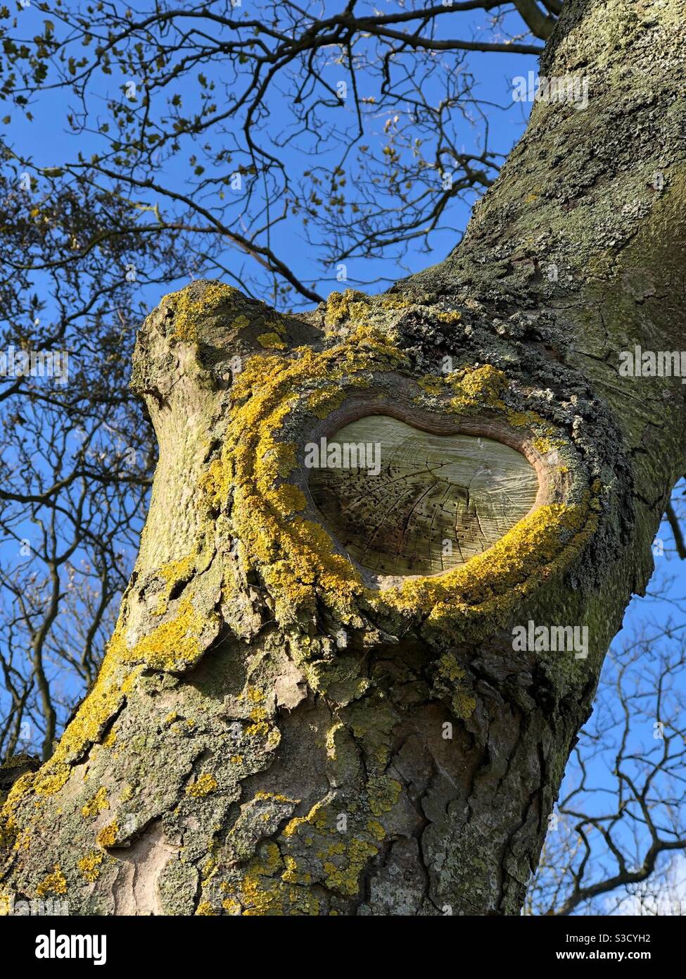 Herzförmige Narbe auf einem Baumstamm Stockfoto