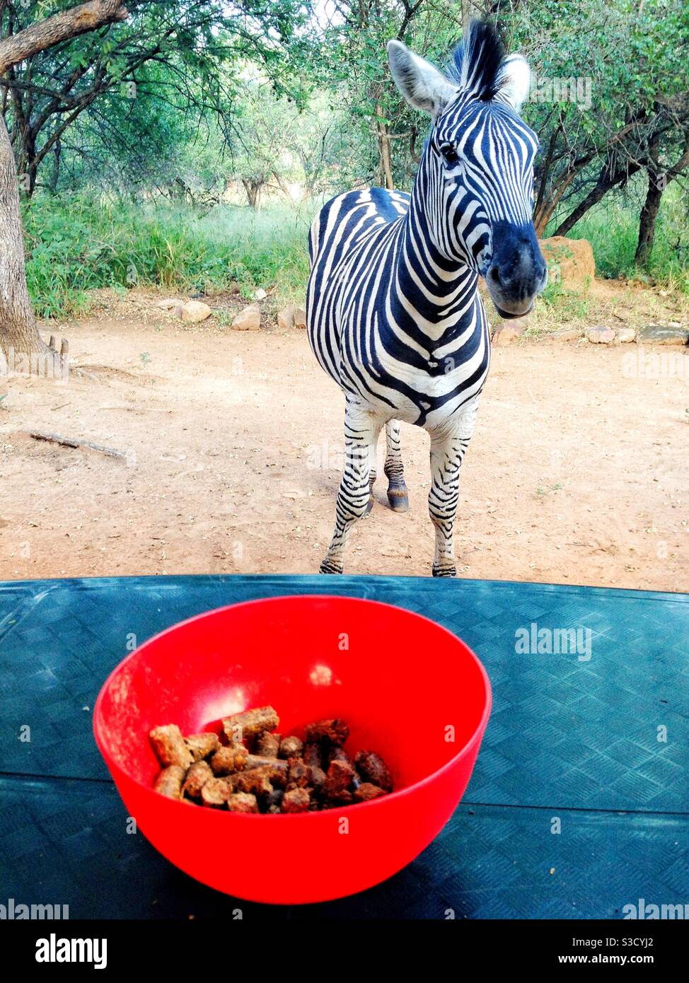 Zebra wartet geduldig auf ein paar Wildtiere Pellets gefüttert werden Stockfoto
