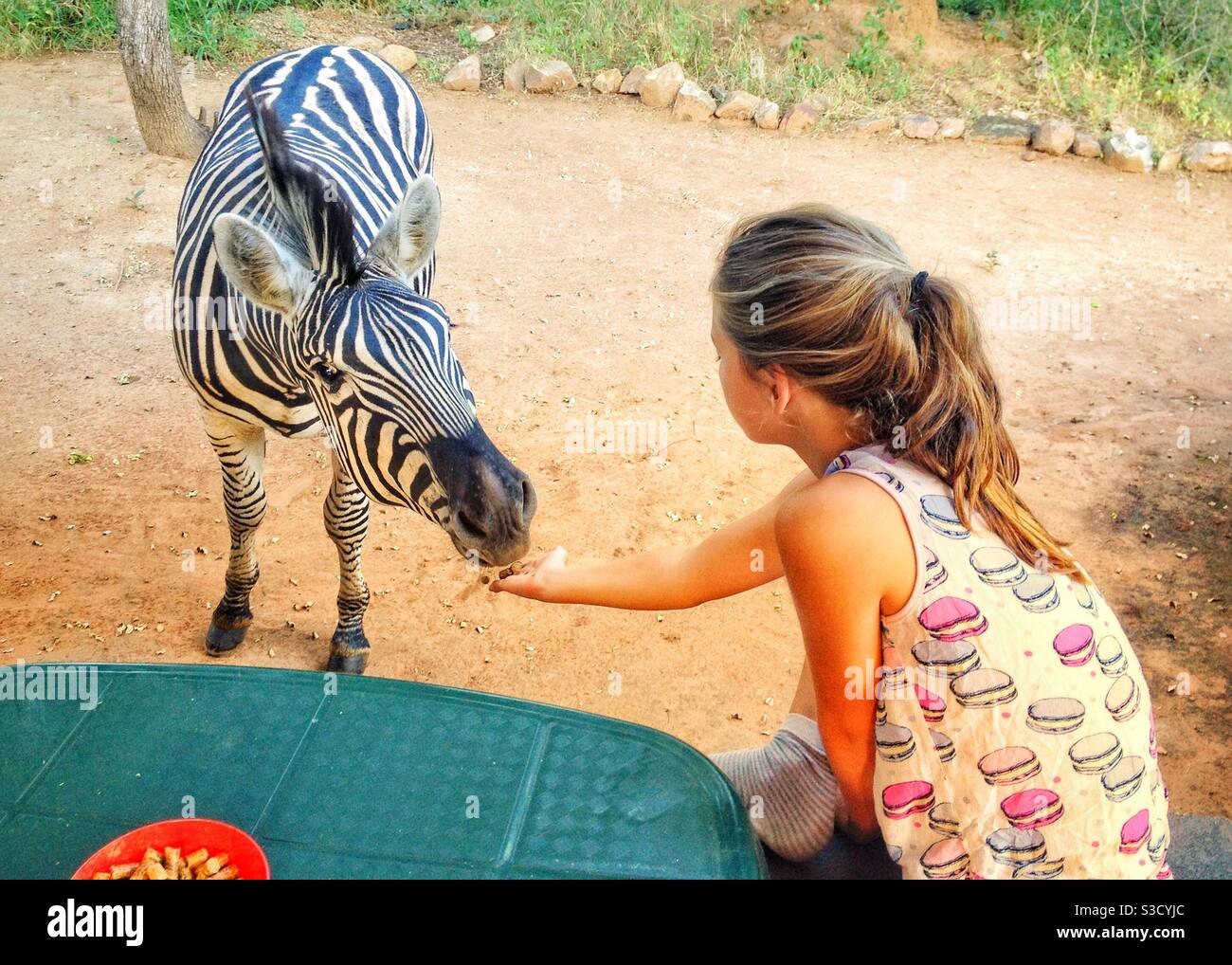 Junges Mädchen Fütterung ein Zebra ein paar Wildtiere Pellets Stockfoto