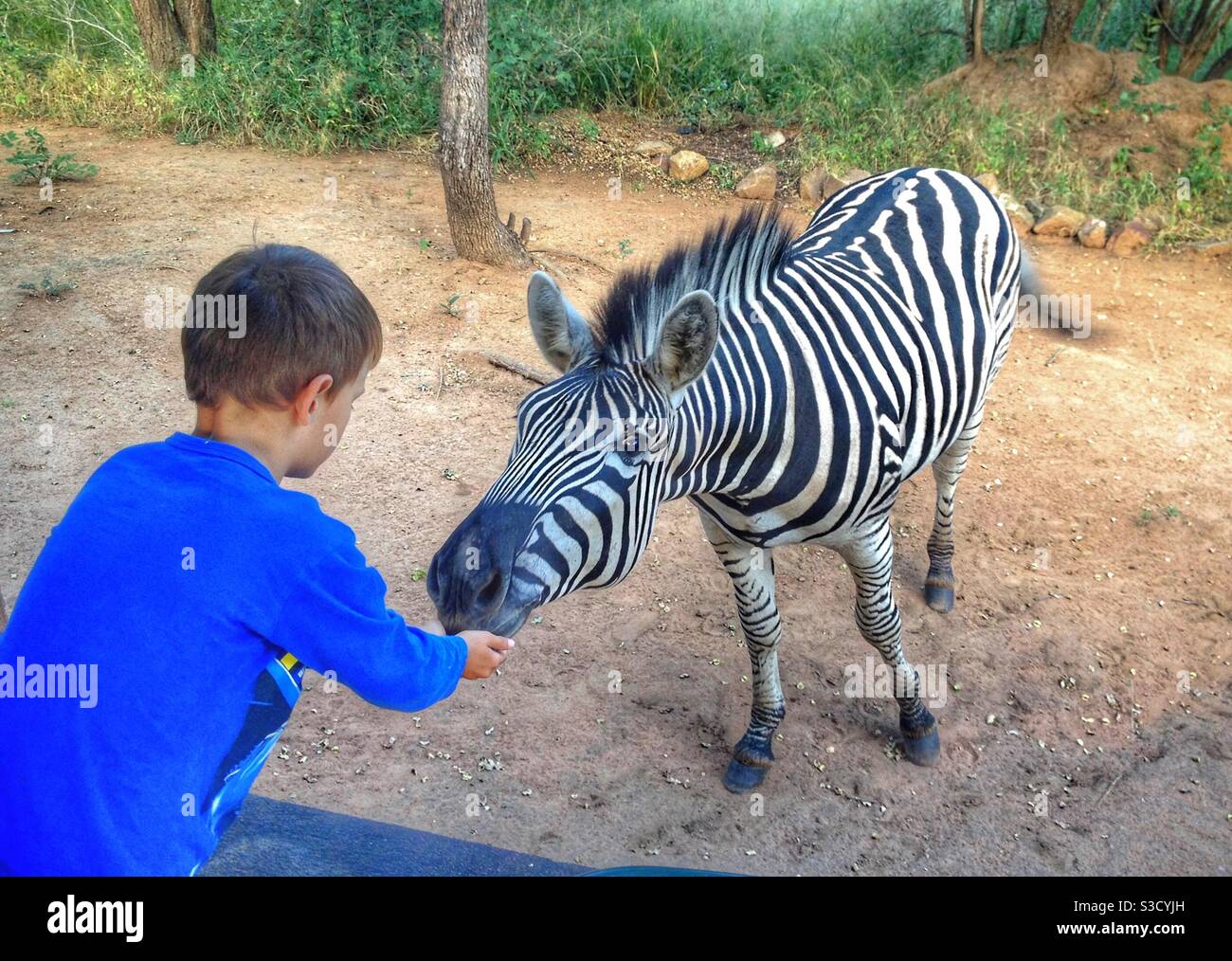 Kleiner Junge in Blau streckt sich auf ein Zebra zu Stockfoto