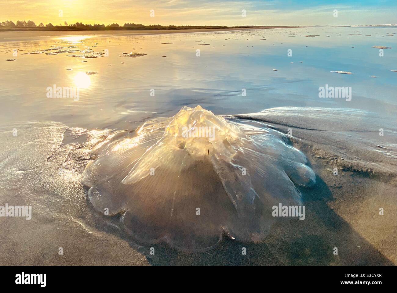 Quallen an Land in der Morgenflut gewaschen. Long Beach, Staat Washington, USA Stockfoto