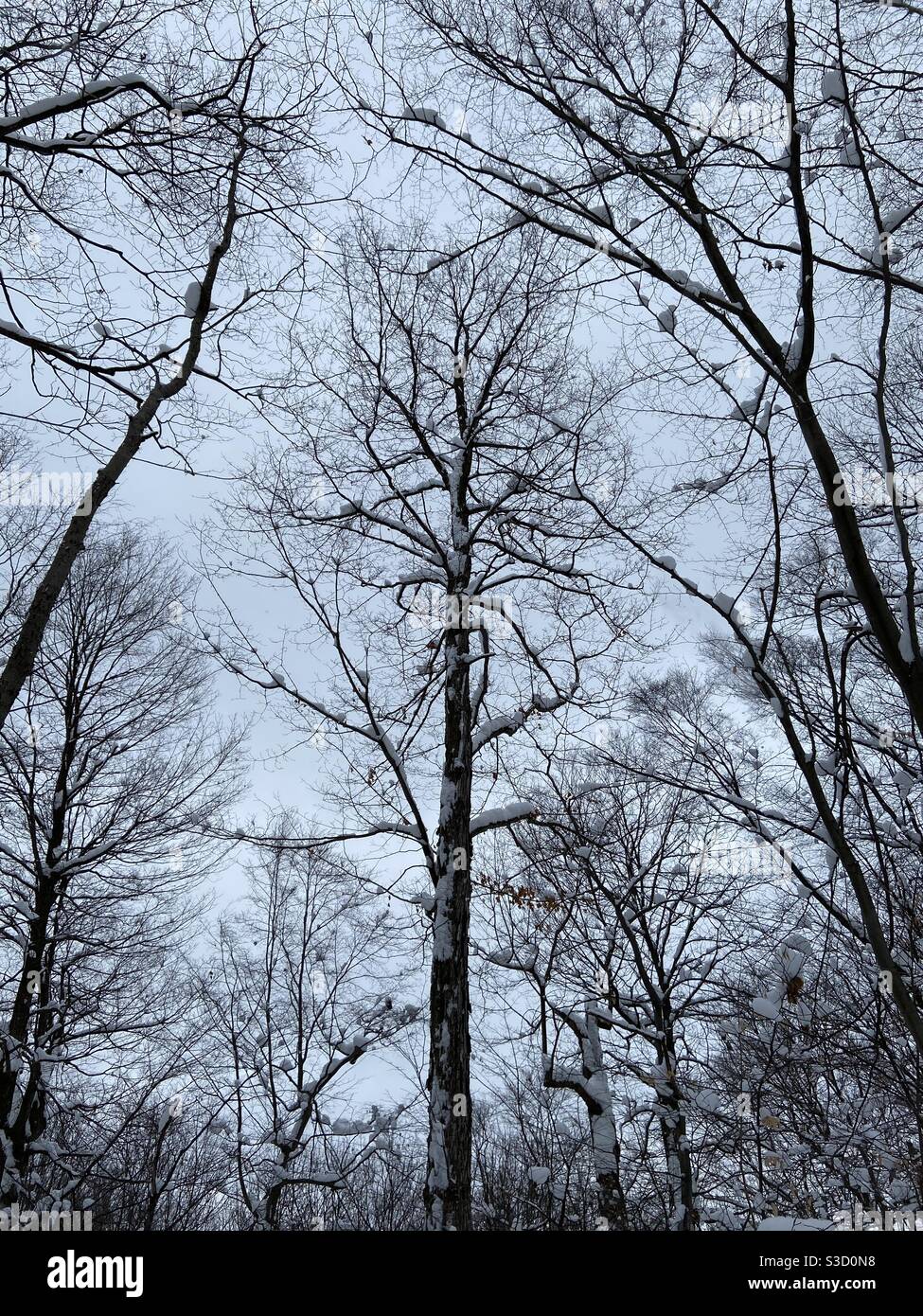 Schöne, verschneite Bäume in einem ruhigen Winterwald mitten im Winter mit Schneeklümpchen an ihren Ästen nach starkem Schneefall Stockfoto