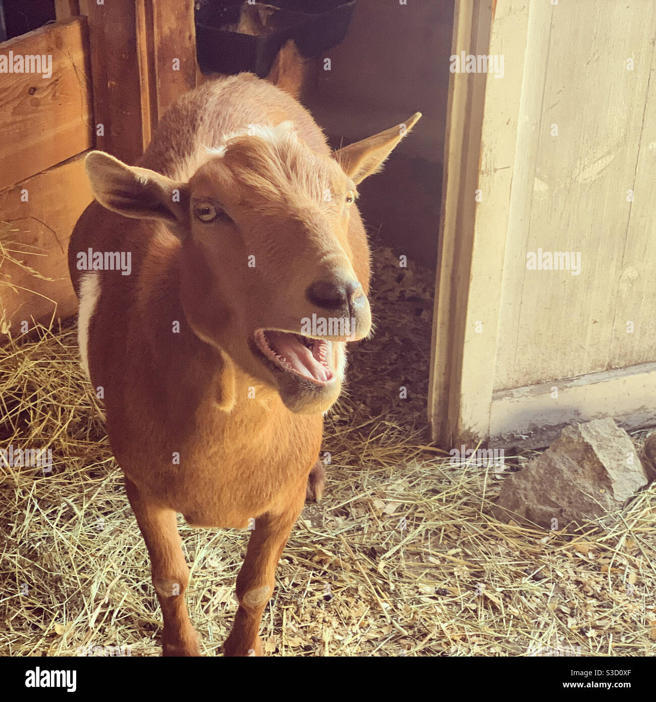 Goat, Mountain View Farm, Mountain View Grand Resort, Whitefield, New Hampshire, Usa Stockfoto