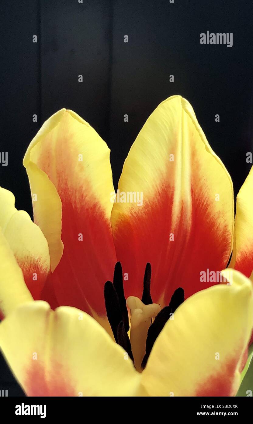 Rote und gelbe Tulpe mit offenen Blütenblättern zeigt Stigma und Dunkle Staubgefäße Stockfoto