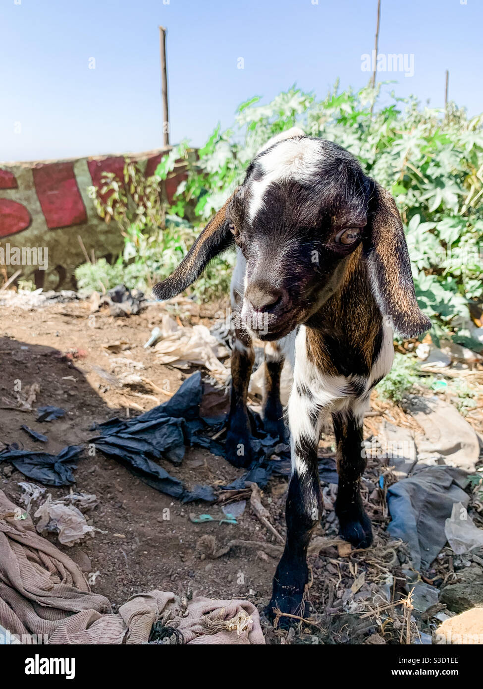 Ziegen aus Kenia Stockfoto