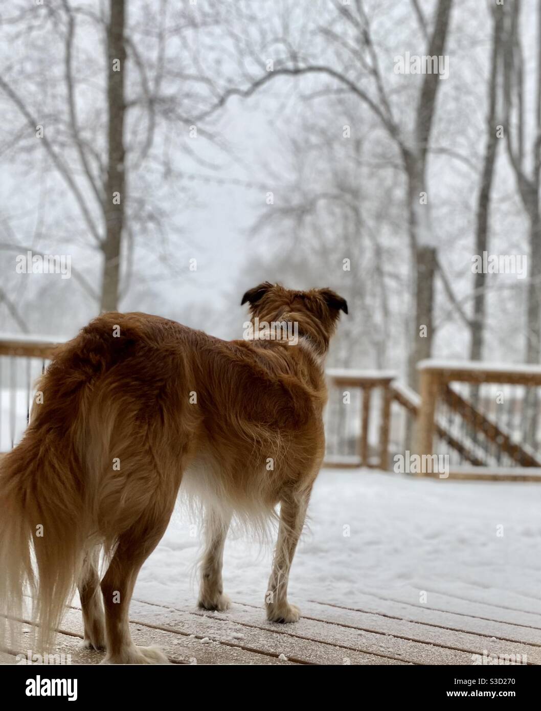 Mischlingshund mit Blick auf Schnee fällt während stehen Auf Deck Stockfoto