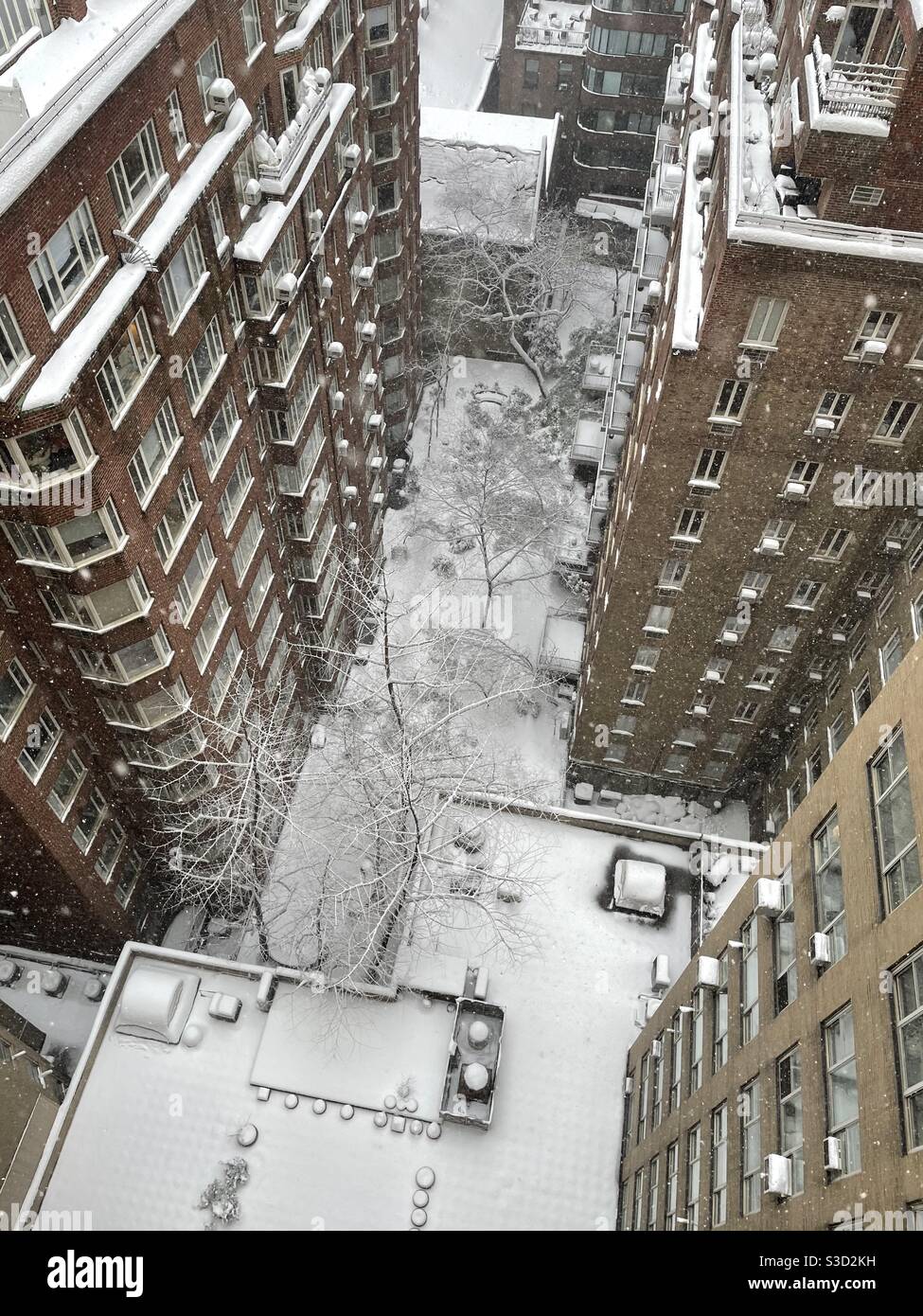 1. Februar 2021 Schneesturm - Schnee bedeckt die Bäume in einem Innenhof zwischen Hochhäusern in Murray Hill, New York City, USA, Stockfoto