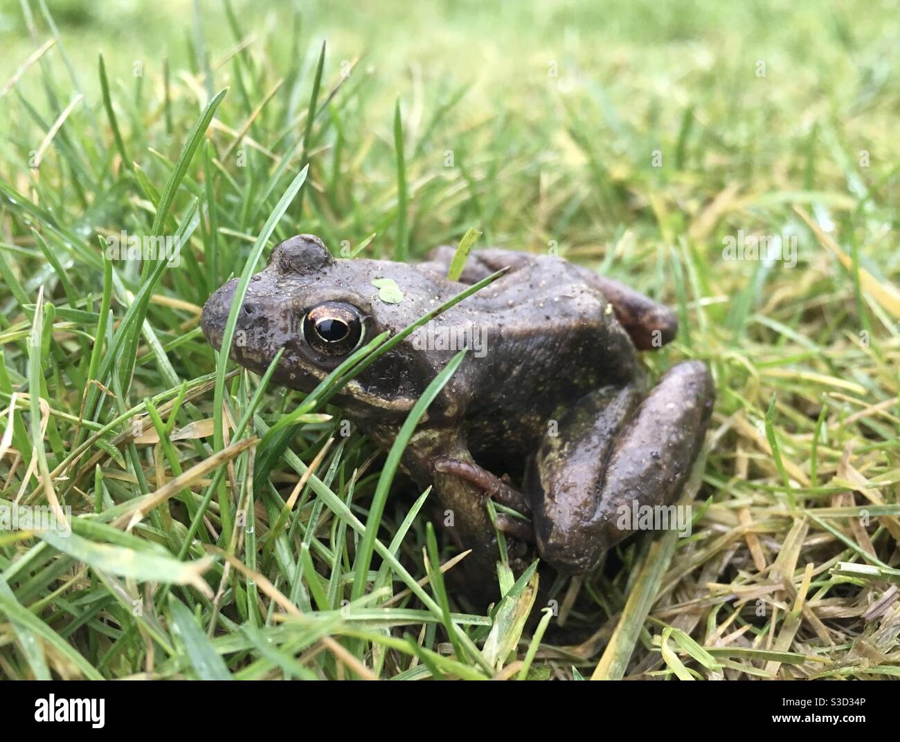 Küssen Sie den Frosch Stockfoto