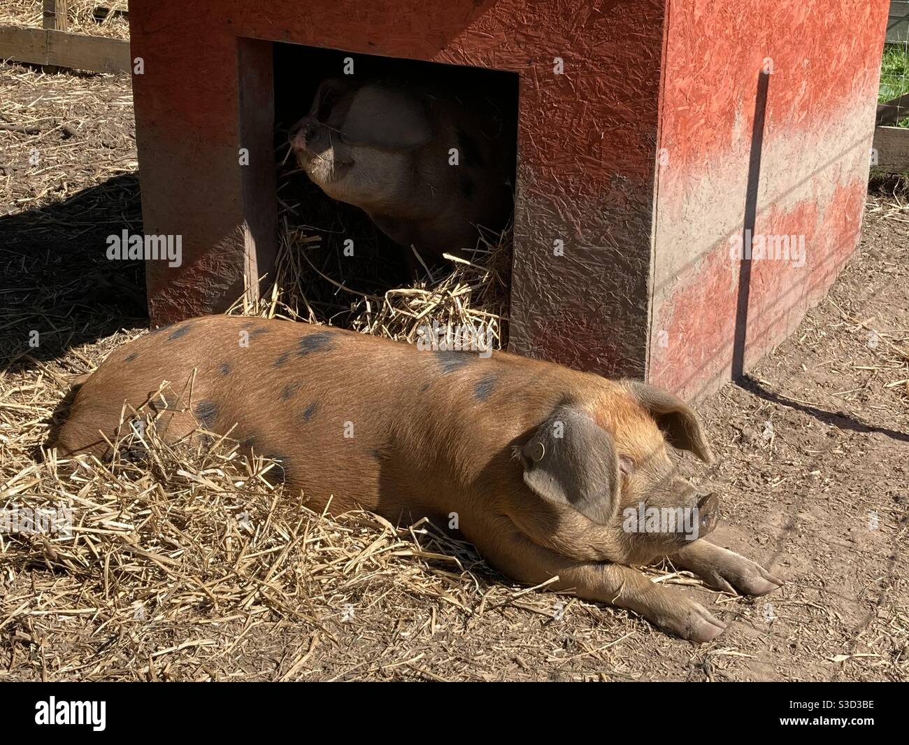 Oxford Sandy Black Stockfotos und -bilder Kaufen - Alamy