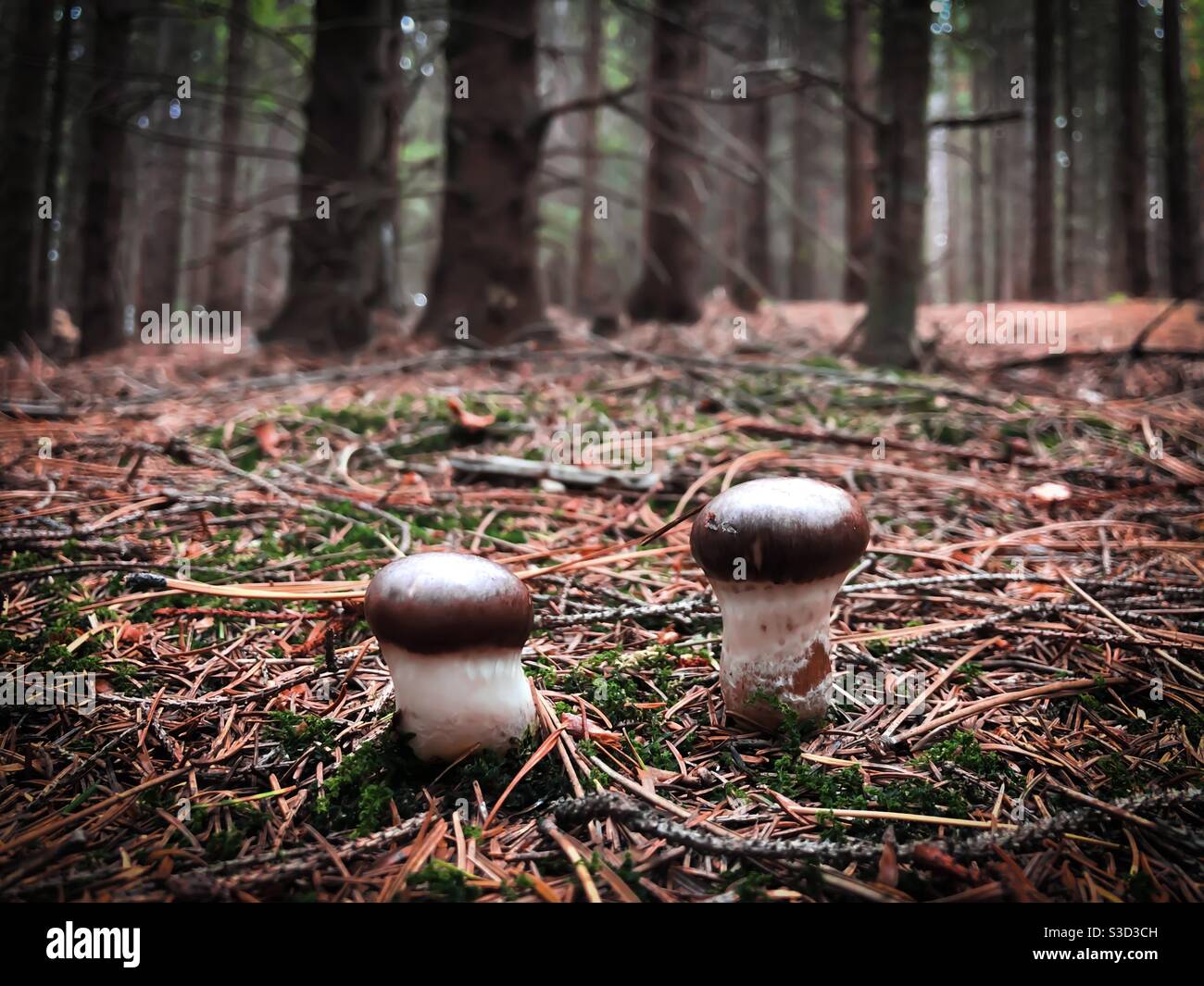 Kleine Pilze wachsen im Wald Stockfoto