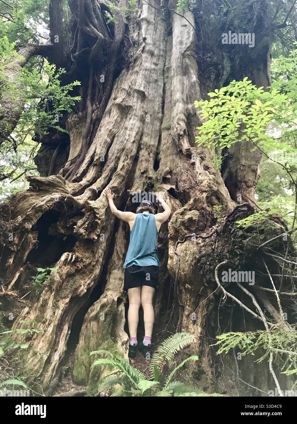 Baumumarmung alten alten Wachstum Zedernbaum Vancouver Island BC Kanada Stockfoto