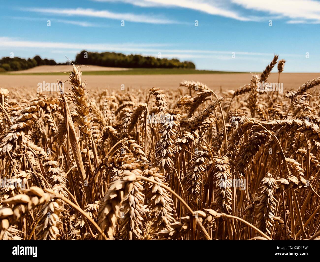 Weizenfeld im Sommer - Smartphone-aufgenommenes Stockfoto