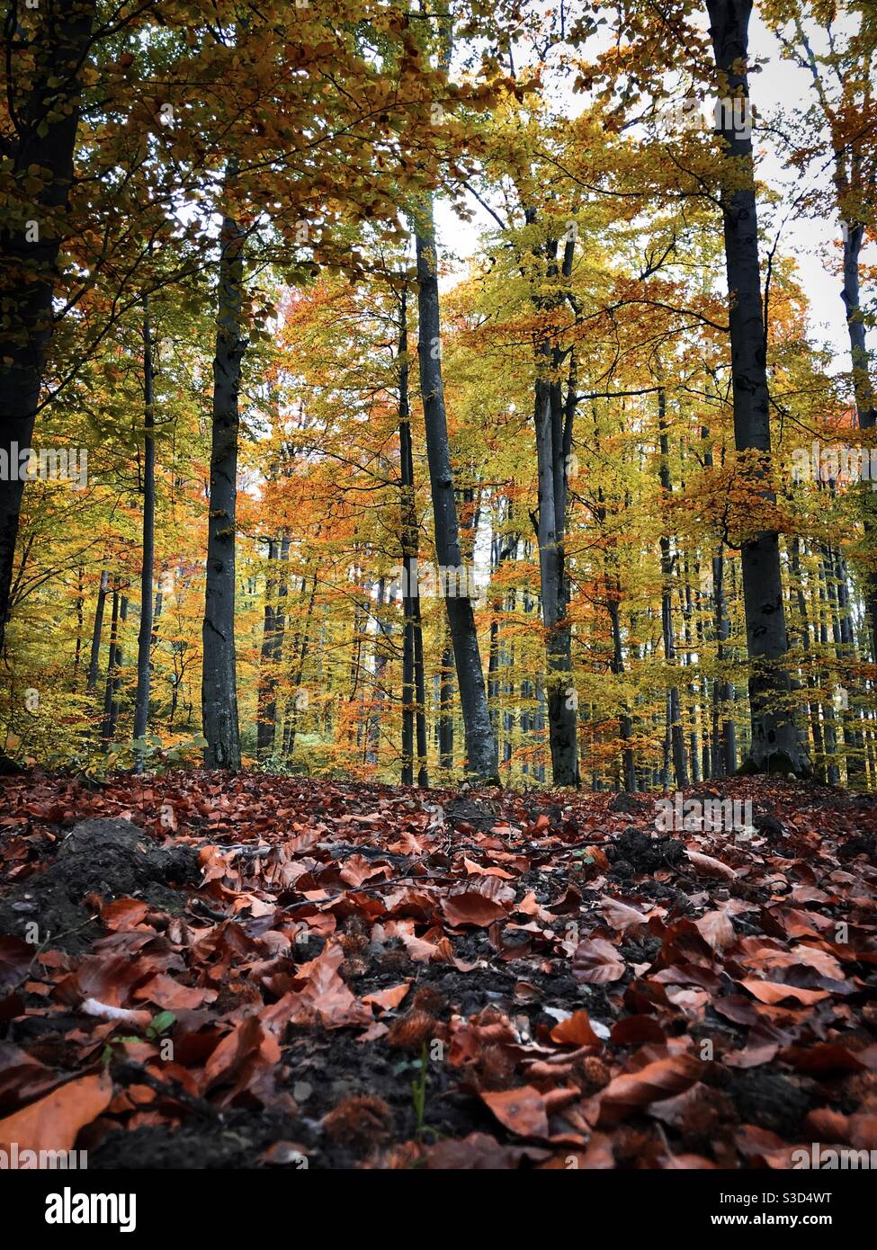 Wald im Herbst Stockfoto
