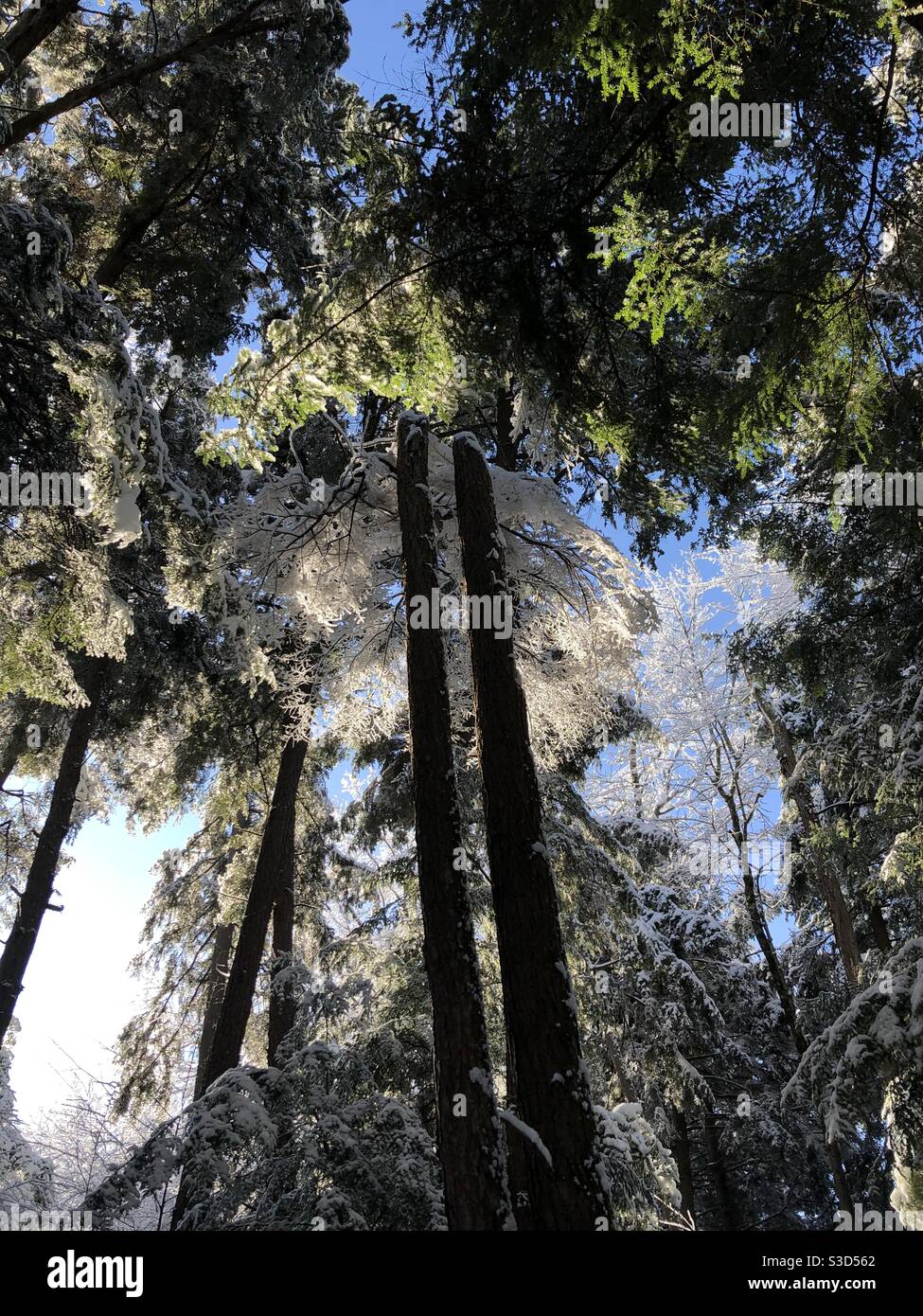 Gefrorenen Baum Stockfoto