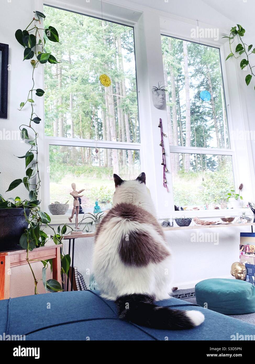 Die Katze blickt auf den Wald vor dem großen Fenster. Stockfoto
