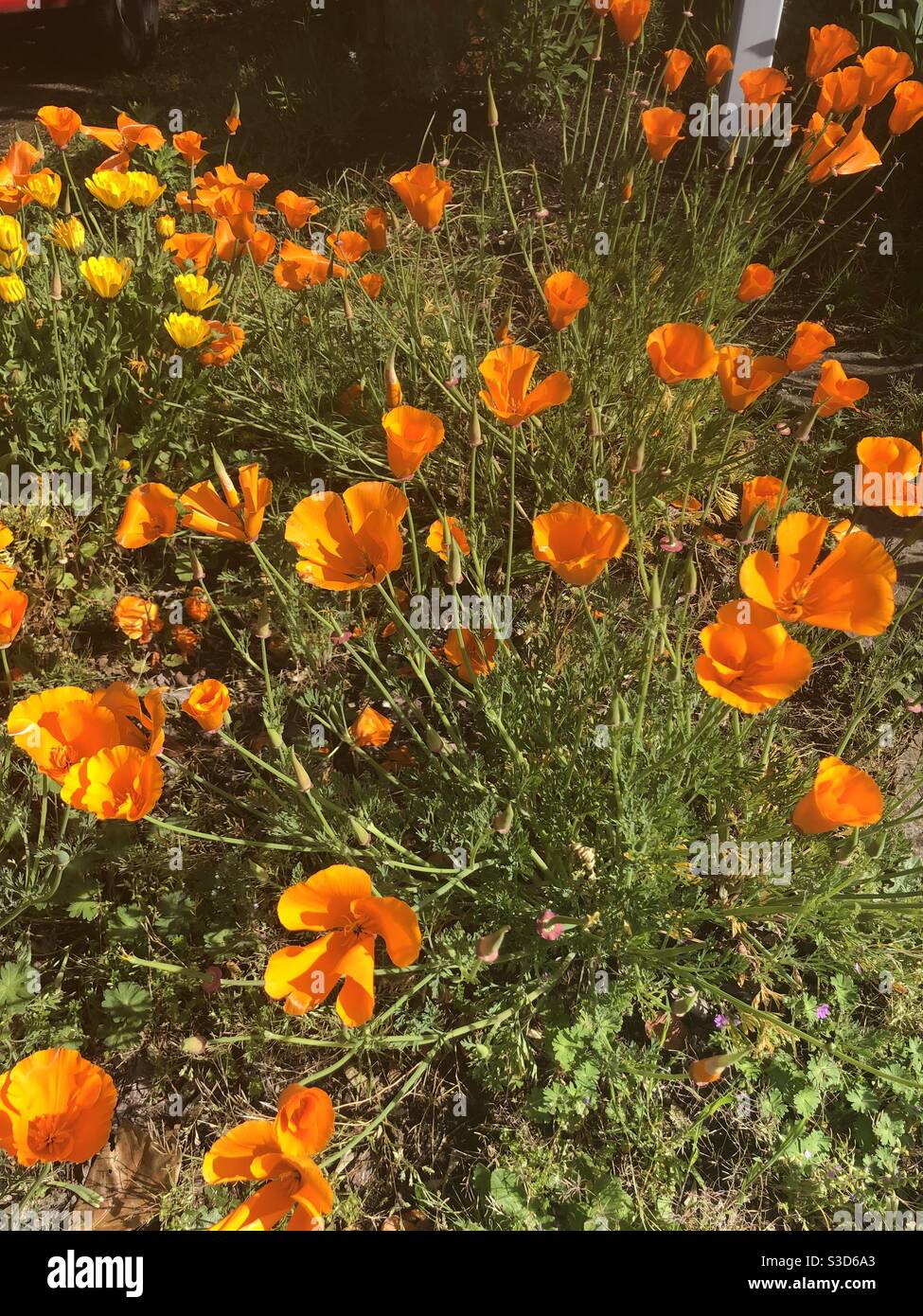 Feld der orangen popycicle Träume. Kalifornische Mohnblumen in voller Blüte mit verlängerten Platten, um den Glanz der Sonne zu genießen. Stockfoto