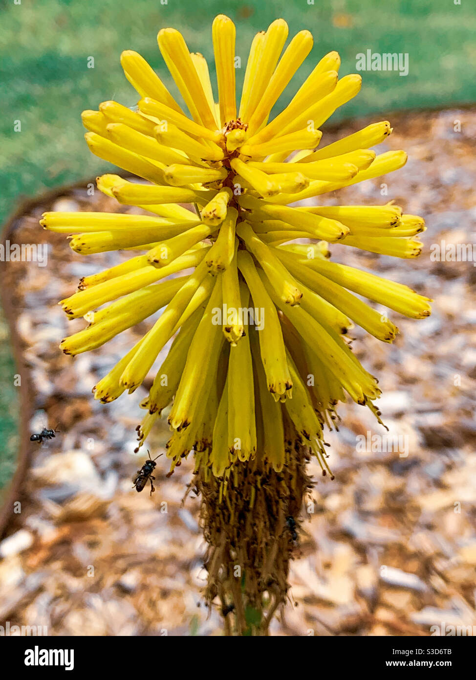 Gelbe Blüte im Sommer, kniphofia pauciglora im Rampenlicht Stockfoto