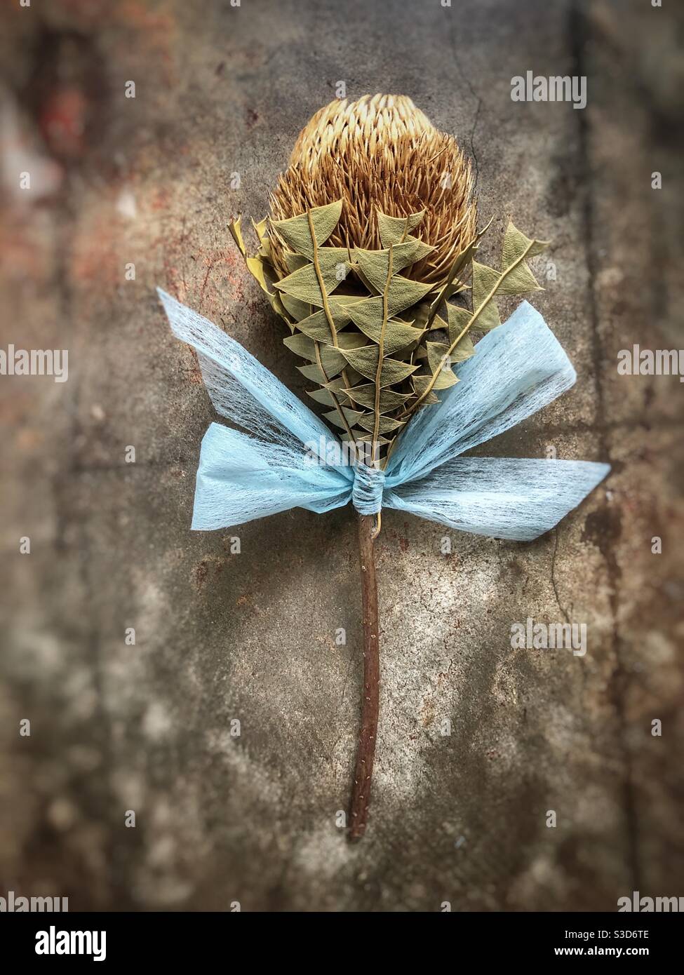 Getrocknete Banksia Blume mit blauem Band Stockfoto