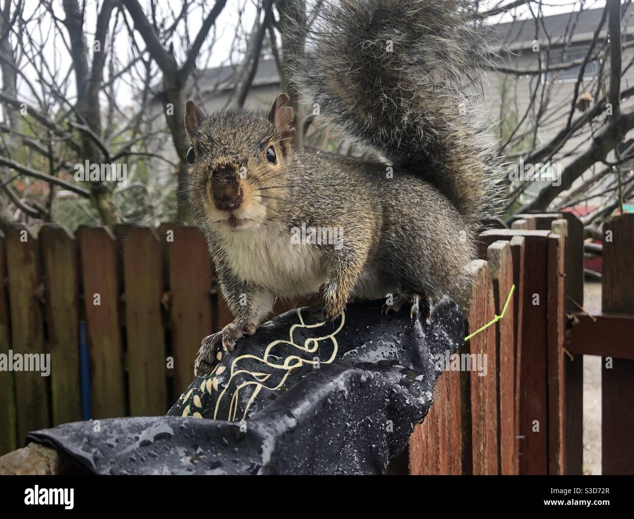 Wilde Natur eines Freundes aus dem Wald. Eichhörnchen nähert sich für eine leckere Erdnuss aus meiner Hand. Stockfoto