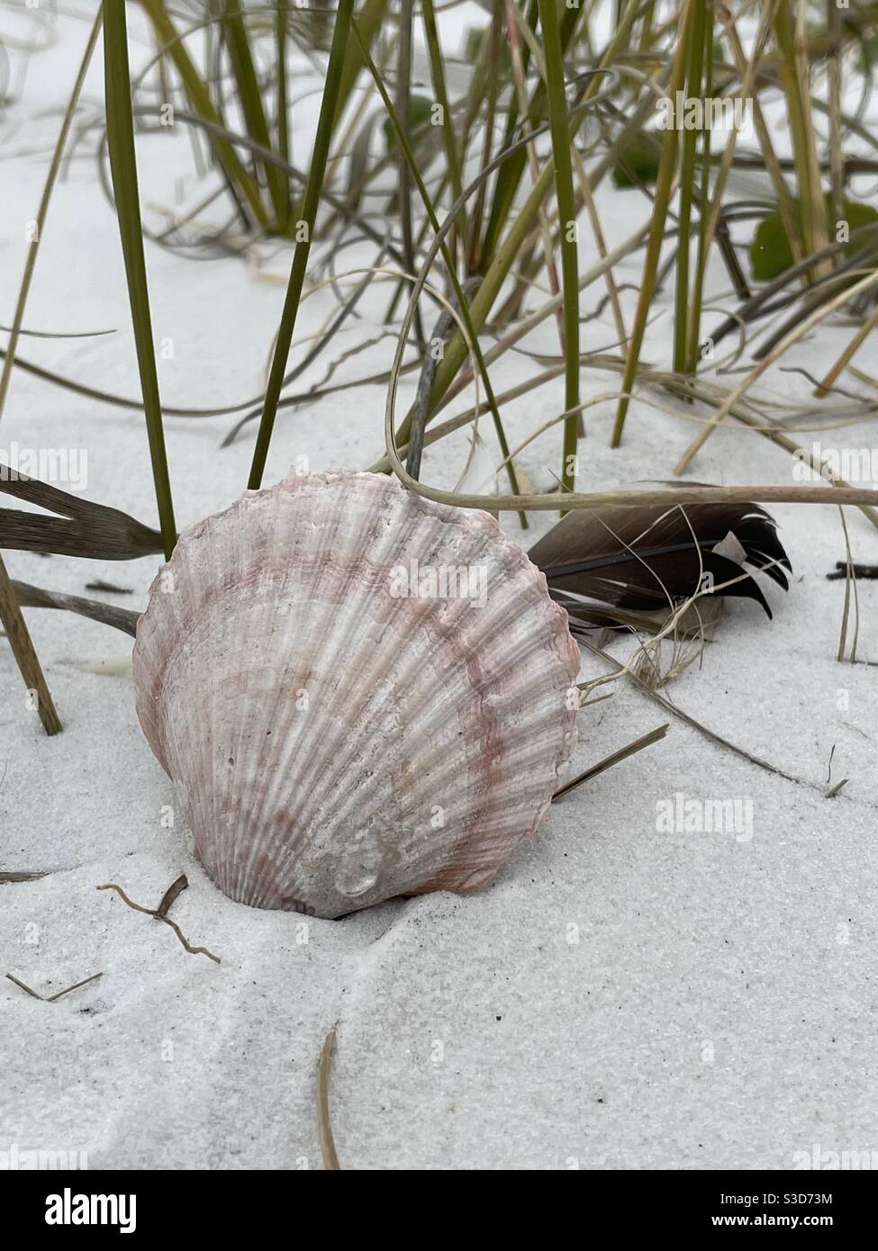 Seashell und Vogelfeder auf weißem Sand mit Dünengras Stockfoto