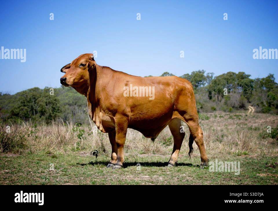 Steer Posing Stockfoto