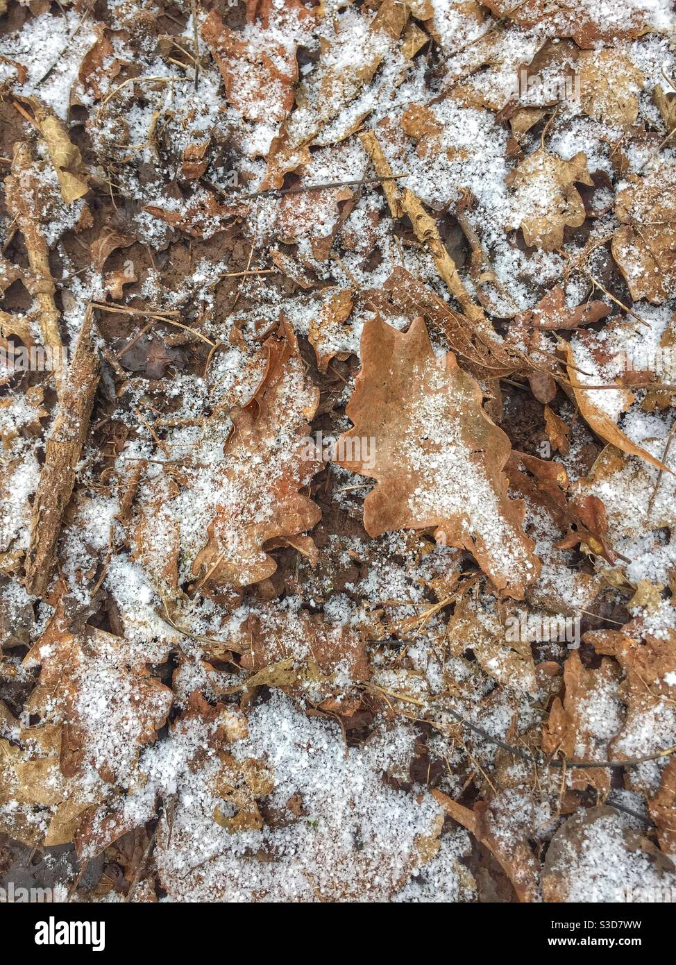 Der Winter beginnt mit Schneefall. Zwei Eichenblätter in der Mitte hervorstehend. Detaillierte Winter Natur Hintergrundbild. Stockfoto