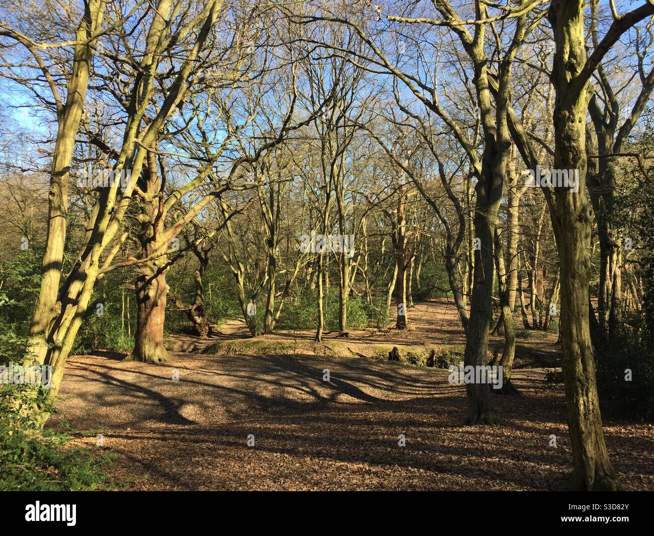 Sonnigen Wald - Smartphone-aufgenommenes Stockfoto
