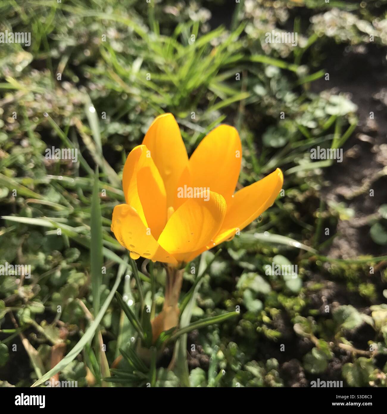 Gelbe Krokus blühen im Sonnenschein - Smartphone-aufgenommenes Stockfoto