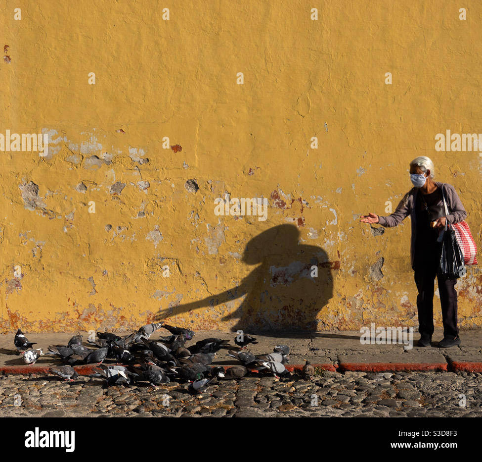 Morgenritual...Fütterung der Tauben in Antigua, Guatemala Stockfoto