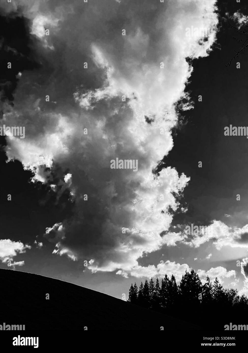 Wolke über Redwood Bäume, in schwarz und weiß Stockfoto