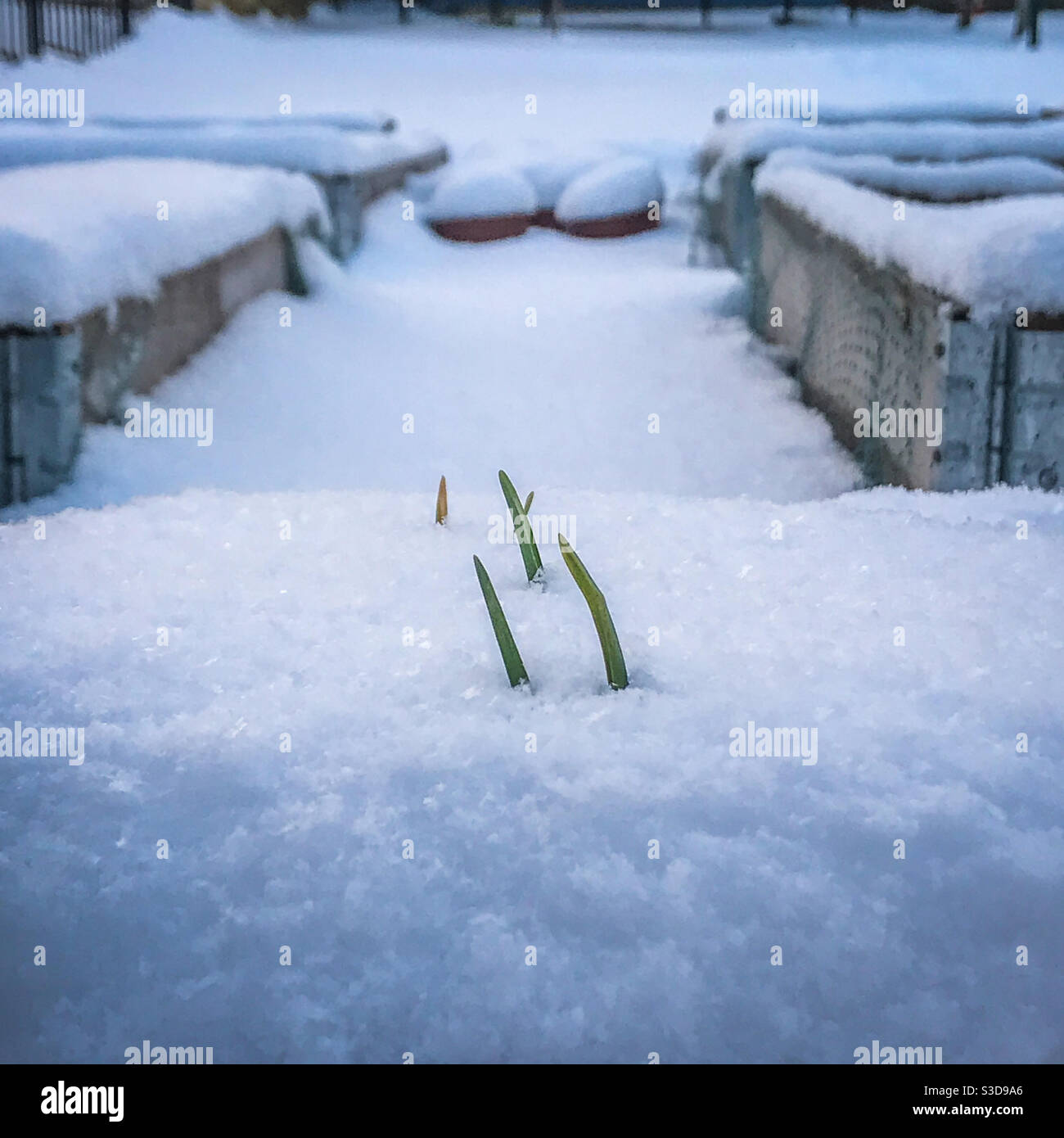 Knoblauchtriebe ragen den Schnee in einem heimischen Garten Winter Stockfoto