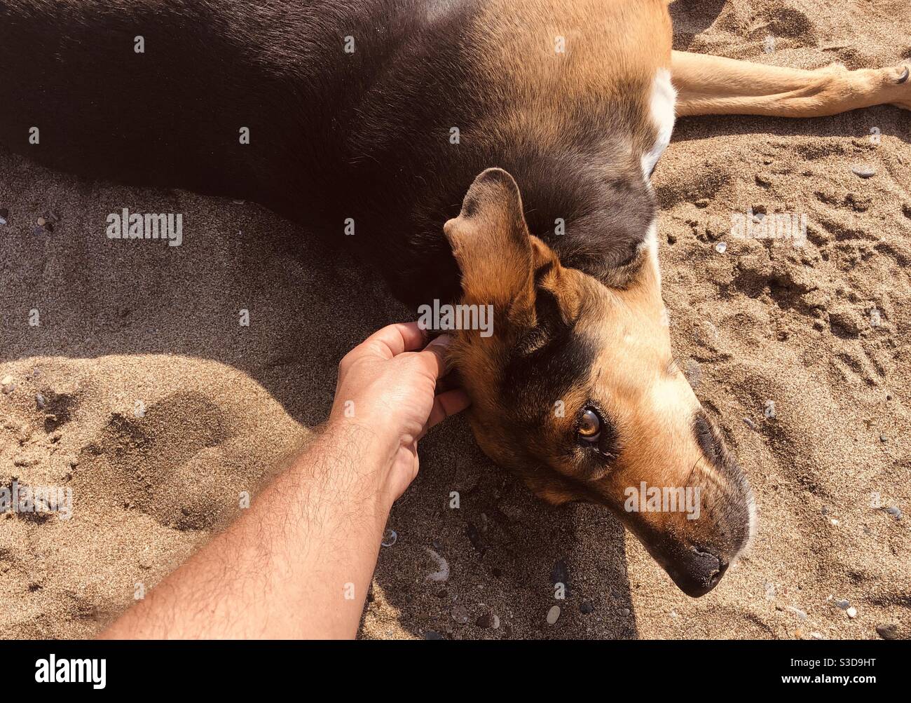 Hand einer Person, die einen streunenden Hund streichelt Stockfoto