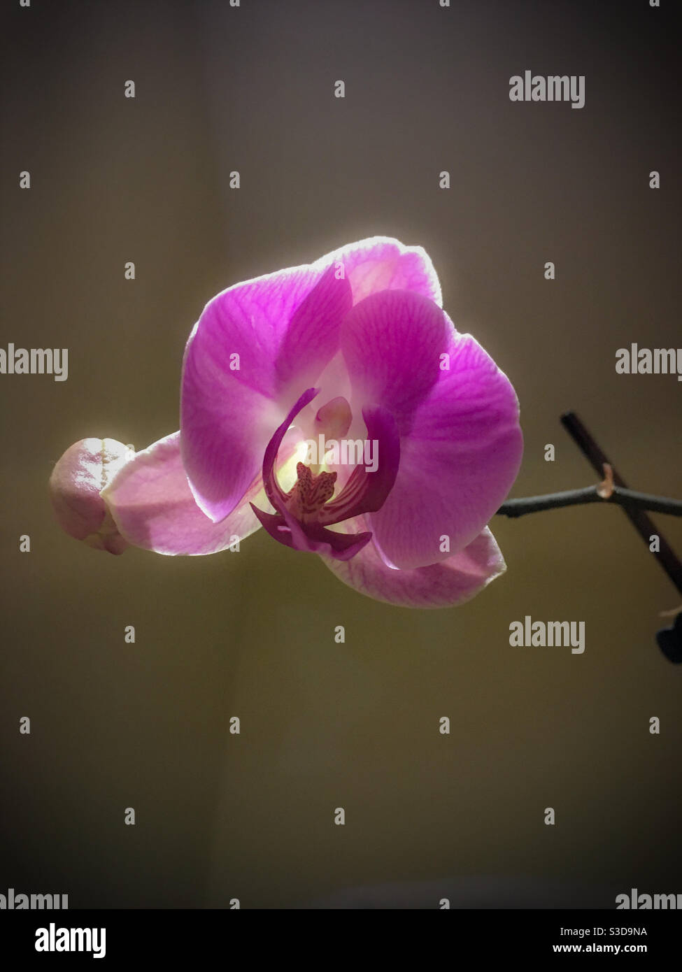 Rosa Haus Orchidee in Blüte - Smartphone-aufgenommenes Stockfoto