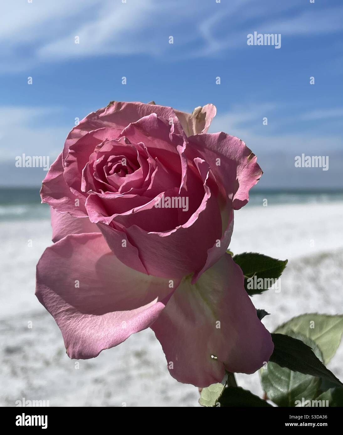 Rosa Rose mit Strand Hintergrund Stockfoto