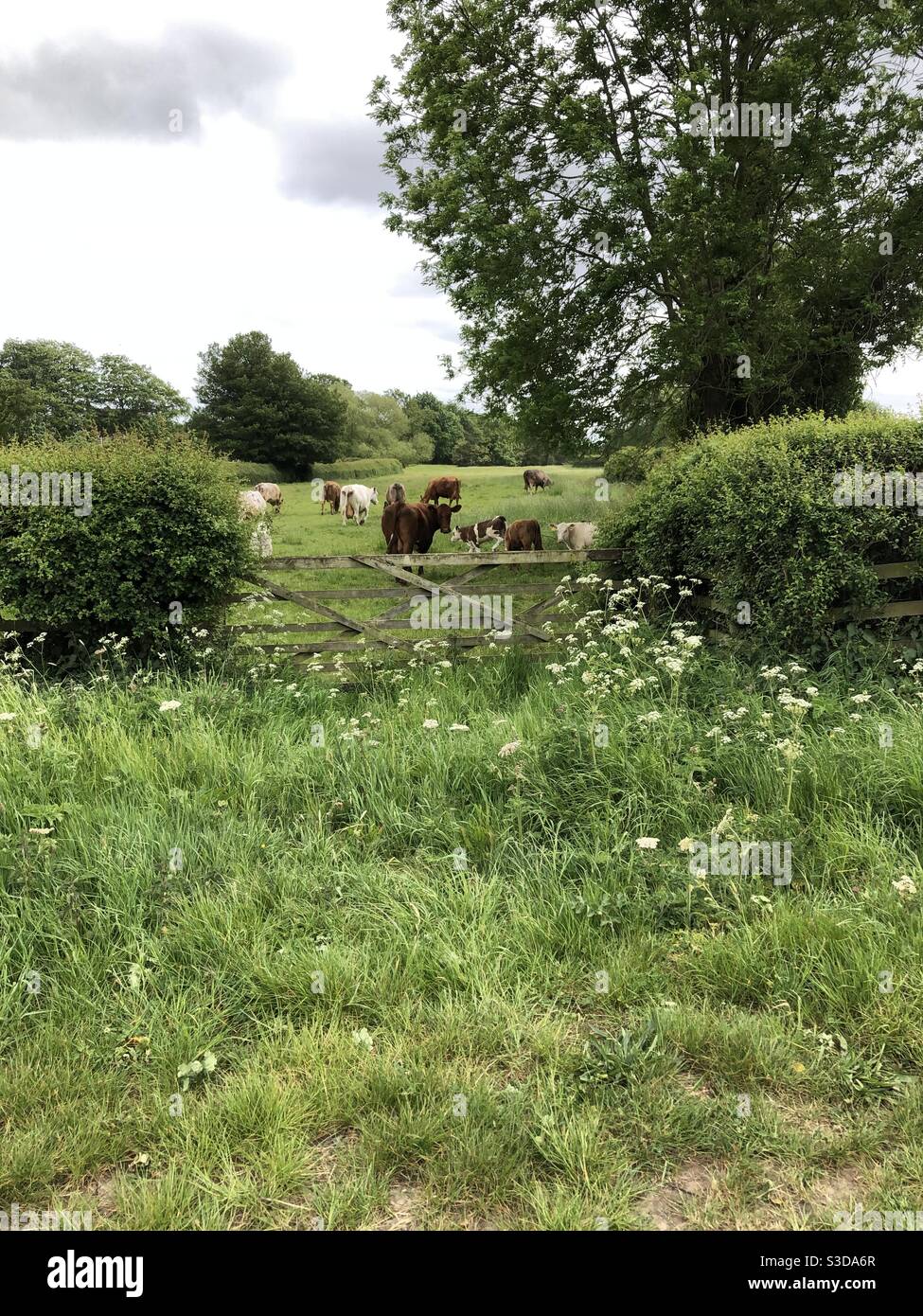 Ein schönes Foto von der Landschaft der Kühe in einem schönen Feld essen Gras. Stockfoto